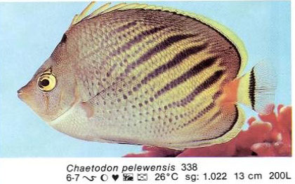Chaetodon pelewensis
